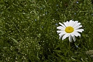 Flowers, plants, background, autumn