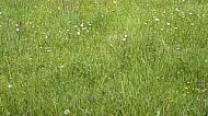 Flowers, plants, background, autumn