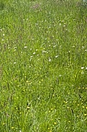 Flowers, plants, background, autumn