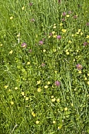 Flowers, plants, background, autumn