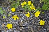 Flowers, plants, background, autumn