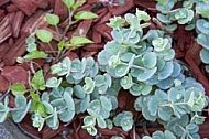 Flowers, plants, background, autumn