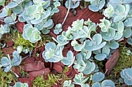 Flowers, plants, background, autumn