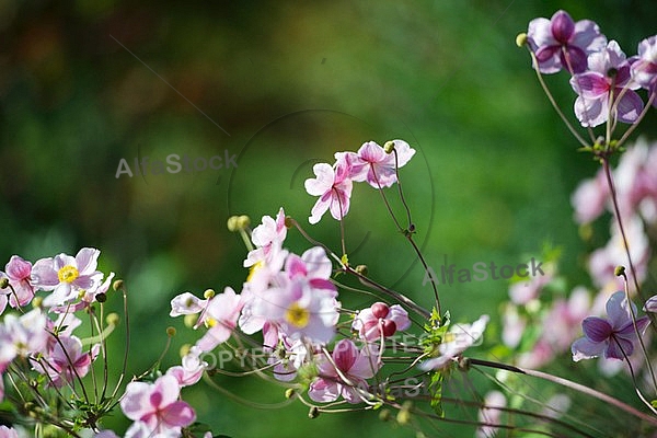 Flowers, plants, background, autumn