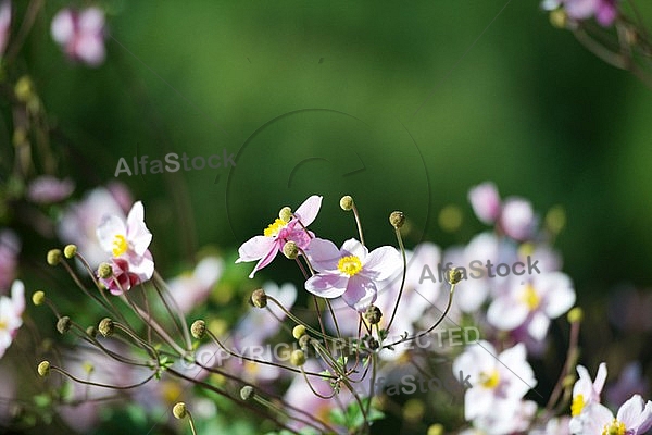 Flowers, plants, background, autumn