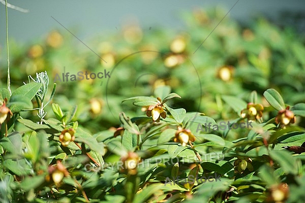 Flowers, plants, background, autumn