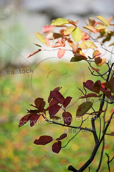 Flowers, plants, background, autumn