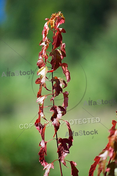 Flowers, plants, background, autumn