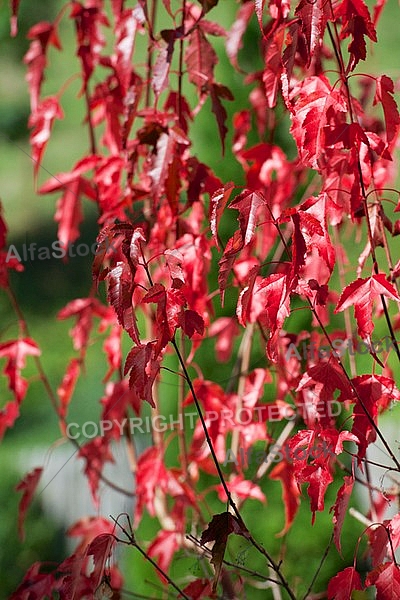 Flowers, plants, background, autumn