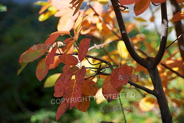 Flowers, plants, background, autumn