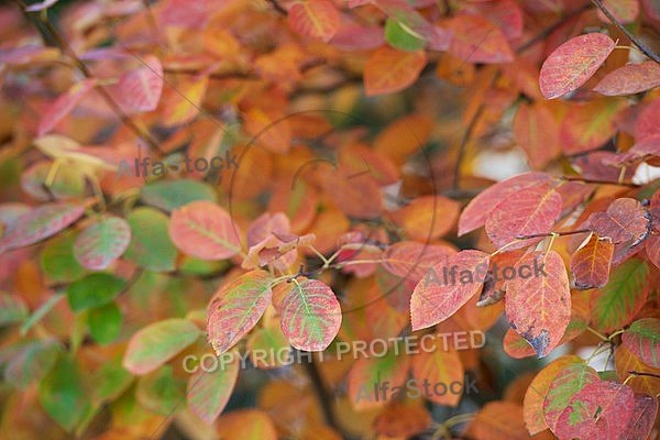 Flowers, plants, background, autumn