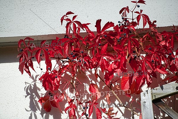 Flowers, plants, background, autumn