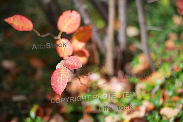 Flowers, plants, background, autumn