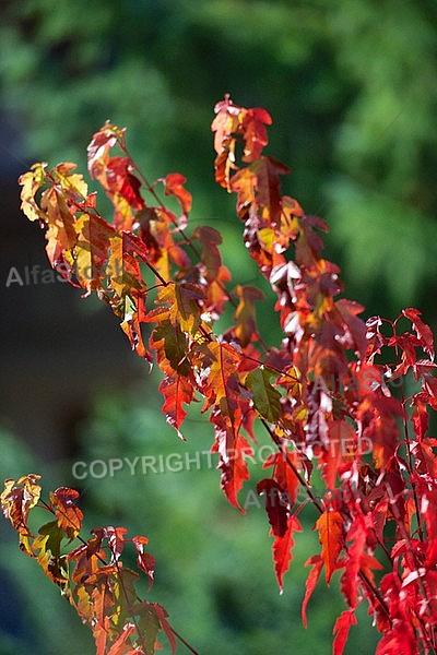 Flowers, plants, background, autumn