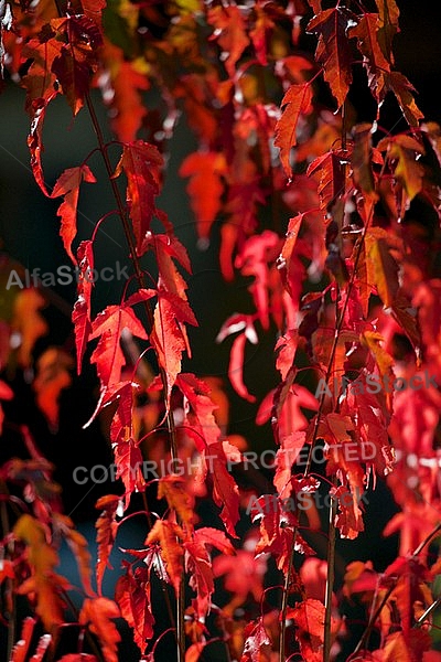 Flowers, plants, background, autumn