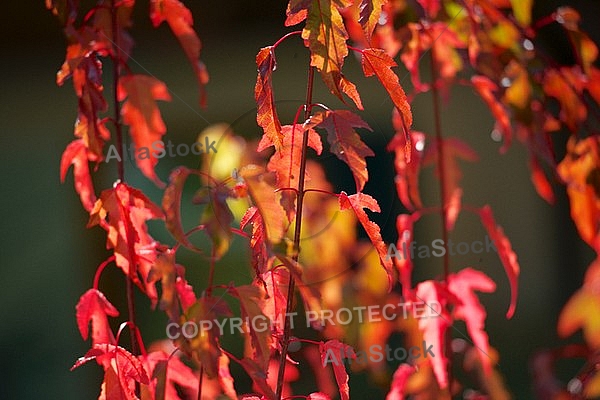 Flowers, plants, background, autumn