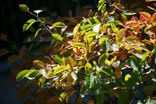 Flowers, plants, background, autumn