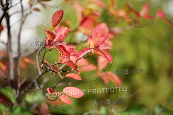 Flowers, plants, background, autumn