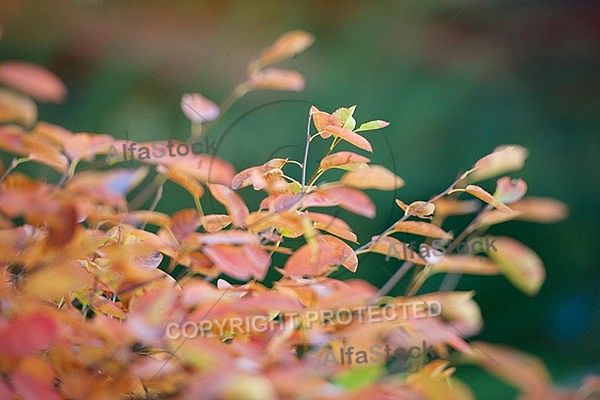 Flowers, plants, background, autumn