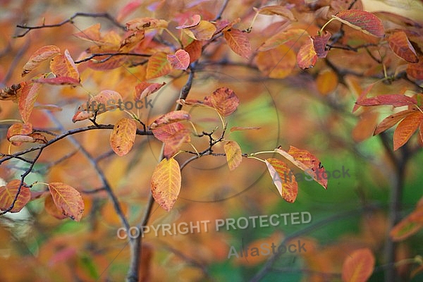 Flowers, plants, background, autumn