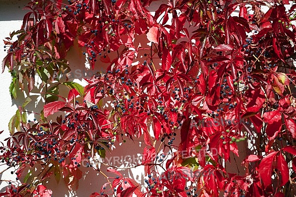 Flowers, plants, background, autumn