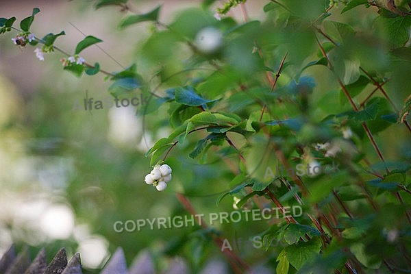 Flowers, plants, background, autumn