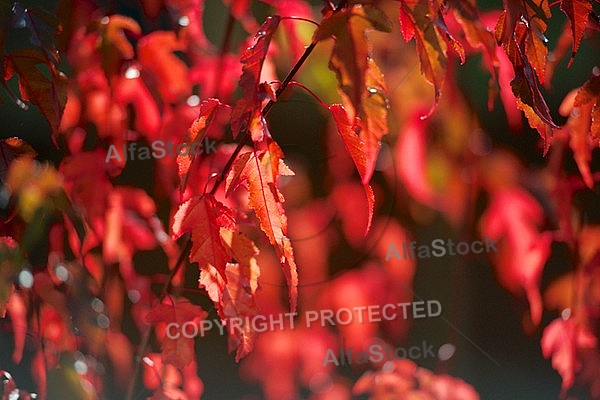 Flowers, plants, background, autumn