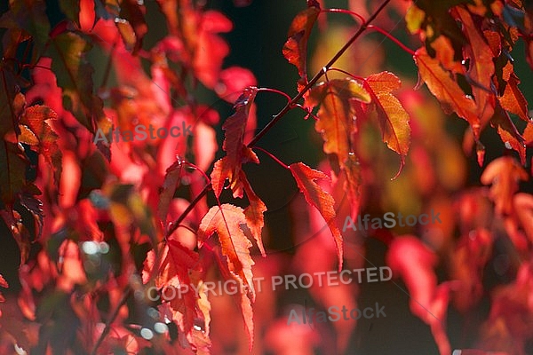 Flowers, plants, background, autumn