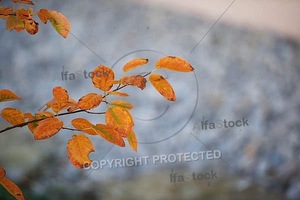 Flowers, plants, background, autumn