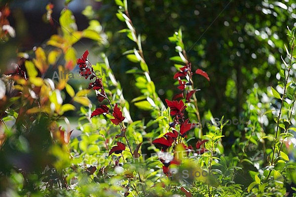 Flowers, plants, background, autumn