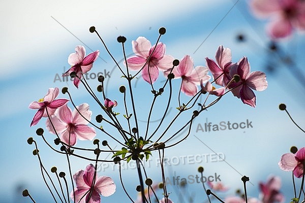 Flowers, plants, background, autumn