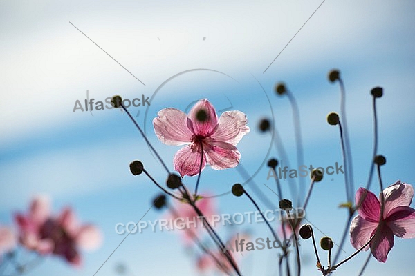 Flowers, plants, background, autumn