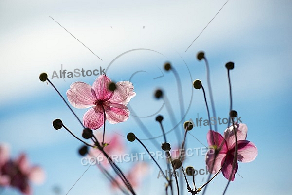 Flowers, plants, background, autumn