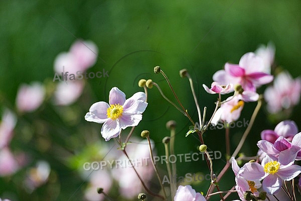 Flowers, plants, background, autumn