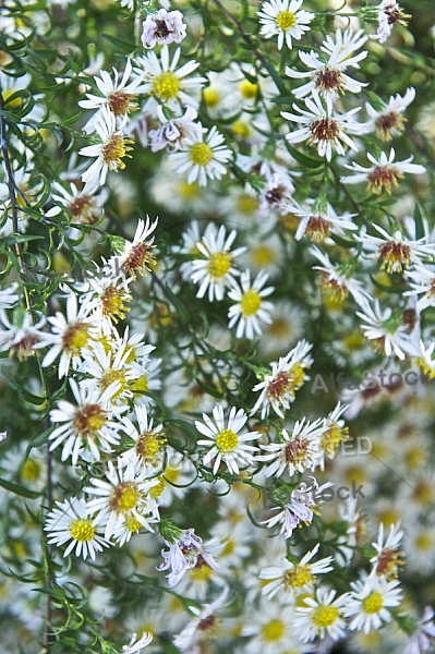 Flowers, plants, background, autumn