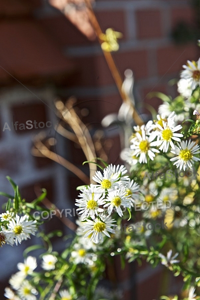 Flowers, plants, background, autumn