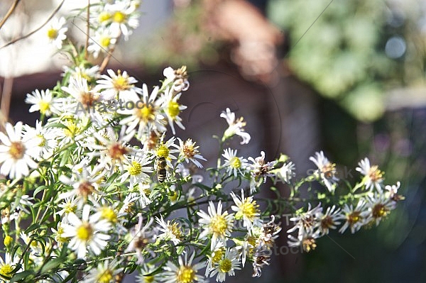 Flowers, plants, background, autumn