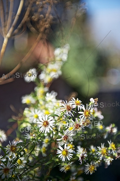 Flowers, plants, background, autumn