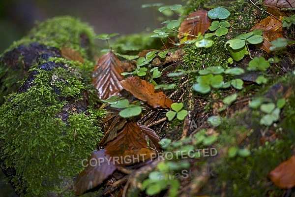 Flowers, plants, background, autumn