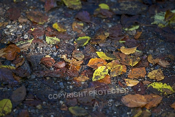 Flowers, plants, background, autumn