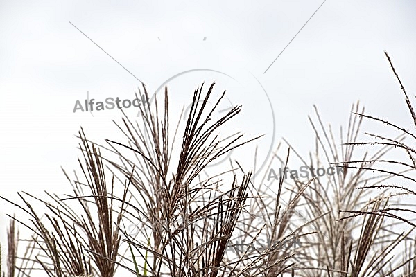 Flowers, plants, background, autumn