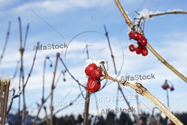 Flowers, plants, background, autumn