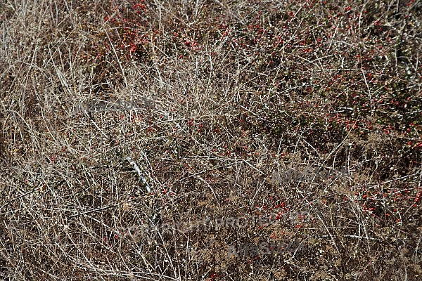 Flowers, plants, background, autumn