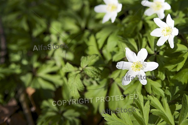 Flowers, plants, background, autumn