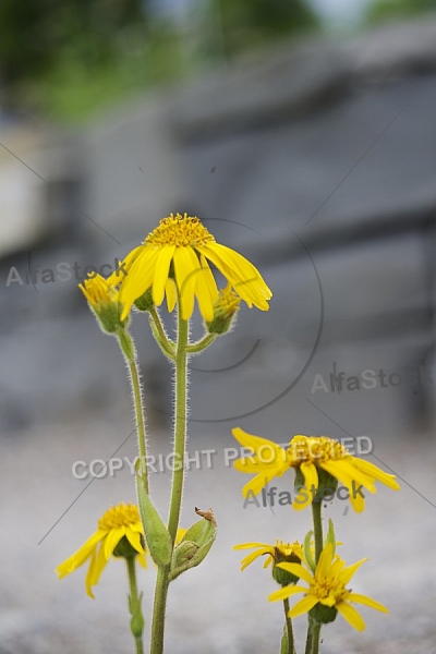 Flowers, plants, background, autumn