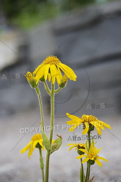 Flowers, plants, background, autumn