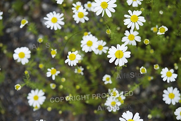 Flowers, plants, background, autumn