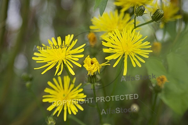 Flowers, plants, background, autumn