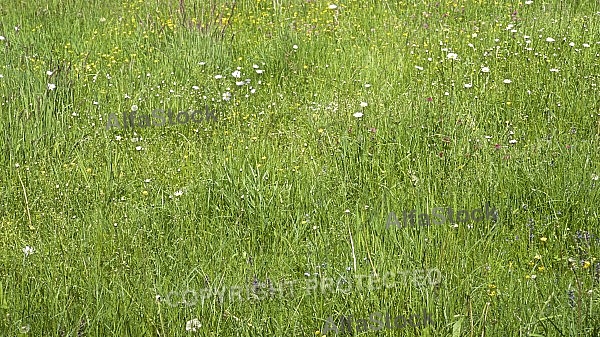 Flowers, plants, background, autumn