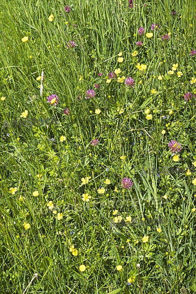 Flowers, plants, background, autumn